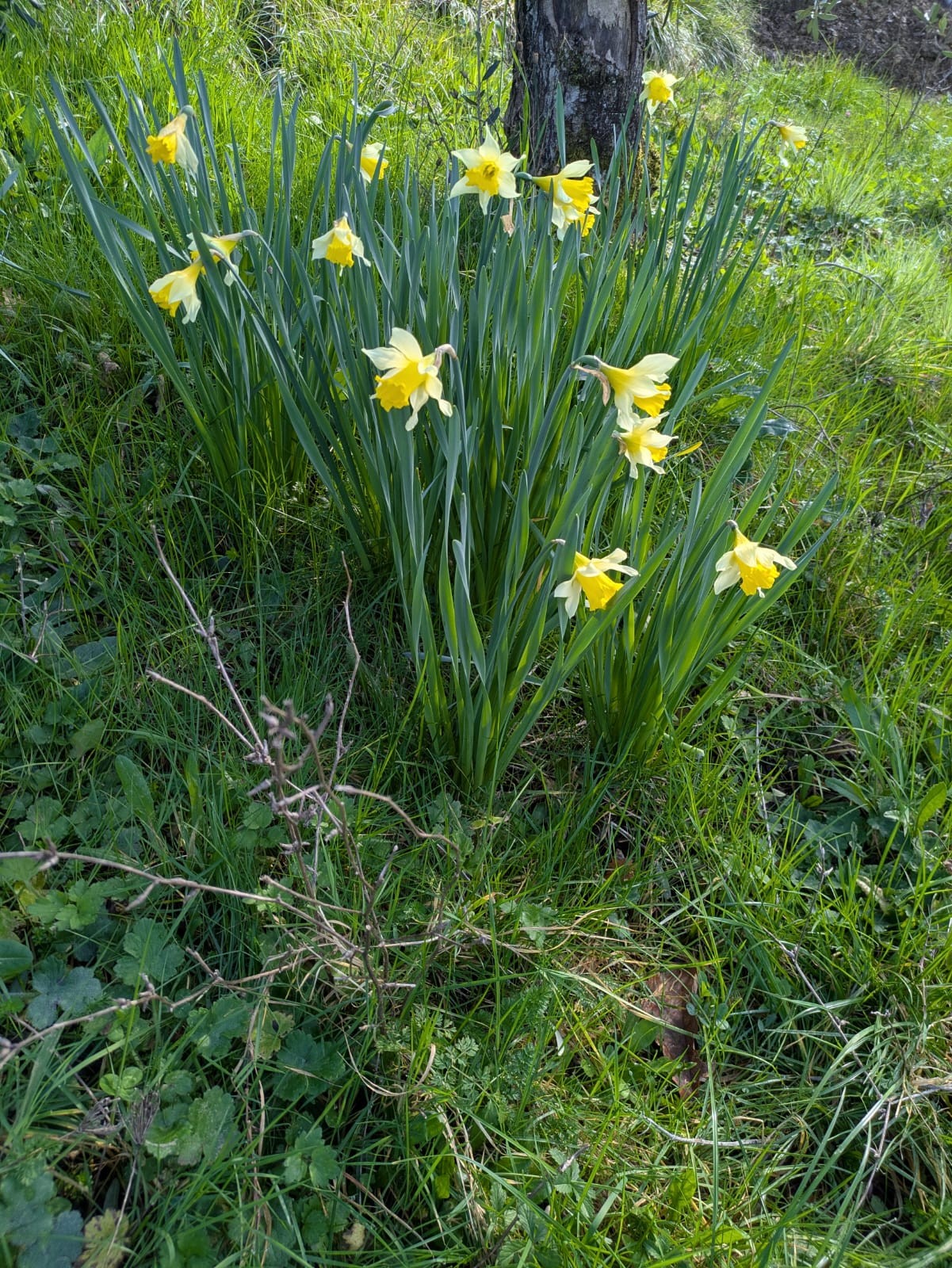 Garden Daffodils