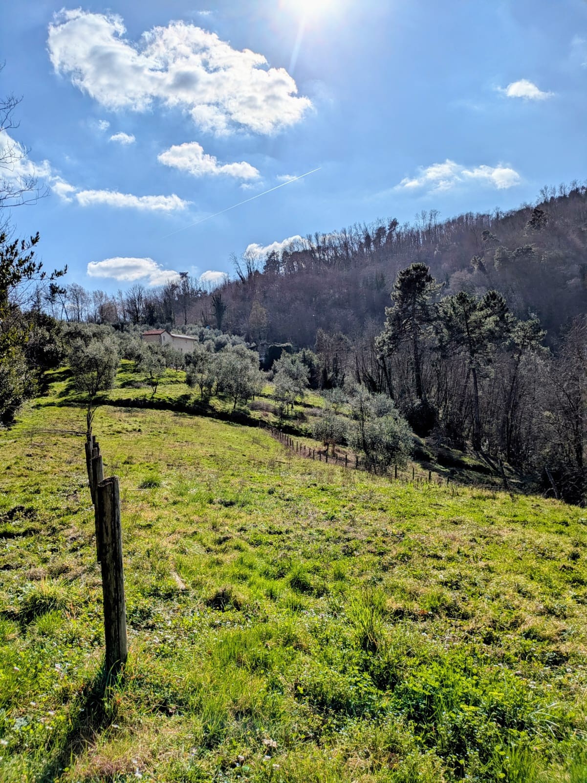 Olive Groves and Hills